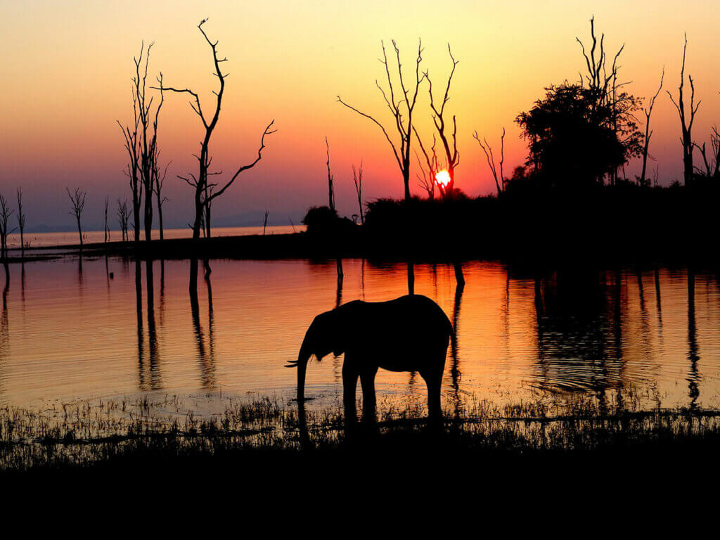 A zimbabwe tour is not complete with seeing Africas giants, the elephants