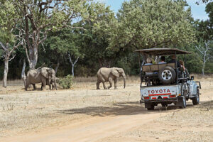 Kariba Cruise and Mana Pools Tours give guests ample opportunities to spot elephants and other big game