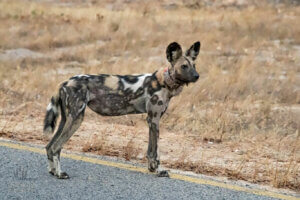 Spot Hwange's rare painted dogs during a Zimbabwe Safari