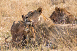 Lioness cuddling with cub in the grass Hwange during the dry season