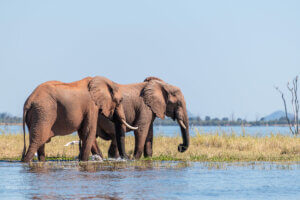 Spot elephants during your 3 night kariba cruise