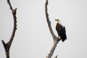It is impossible to fail to see and hear the cry of the fish eagle during a 3 night kariba cruise