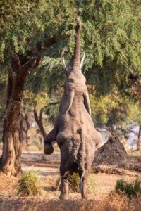You can capture images of elephants doing amazing things during a Mana pools photographic safari